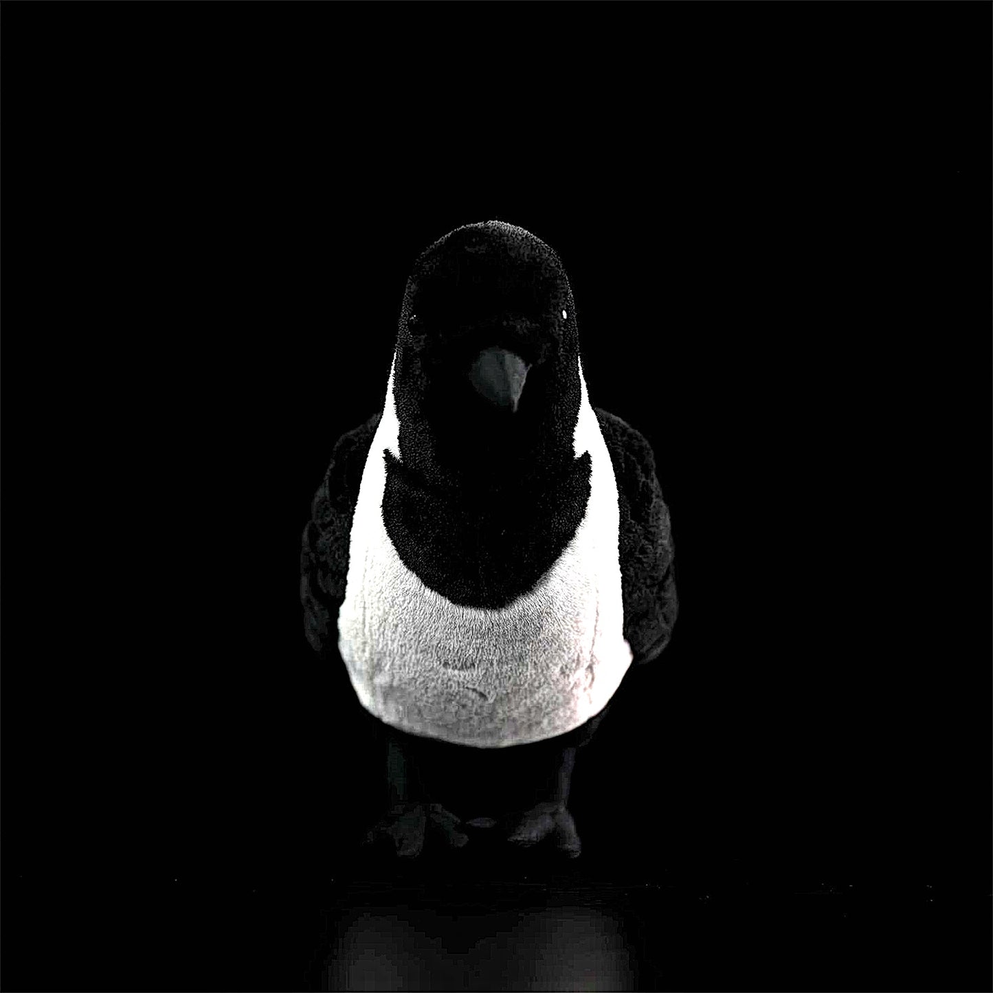 Daurian Jackdaw Soft Stuffed Plush Toy