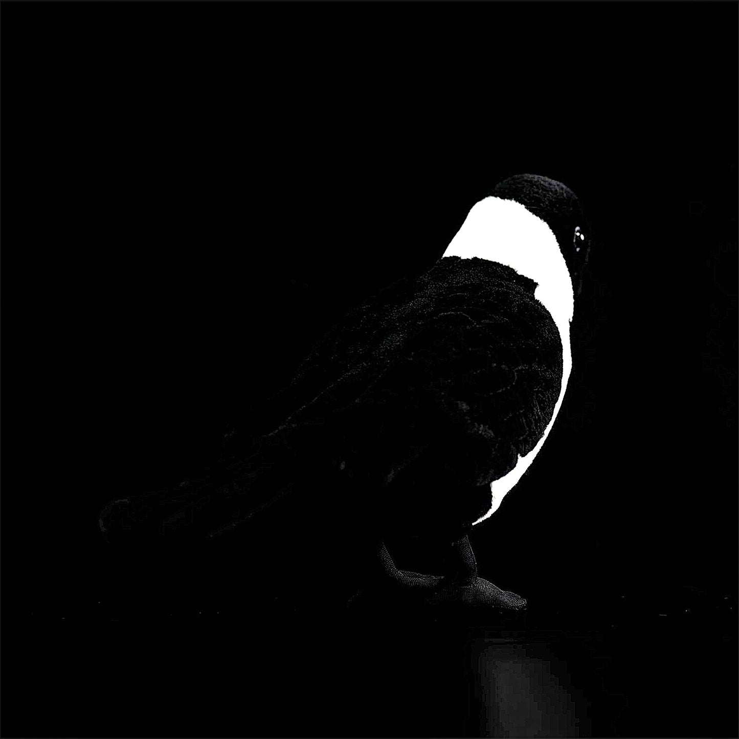 Daurian Jackdaw Soft Stuffed Plush Toy