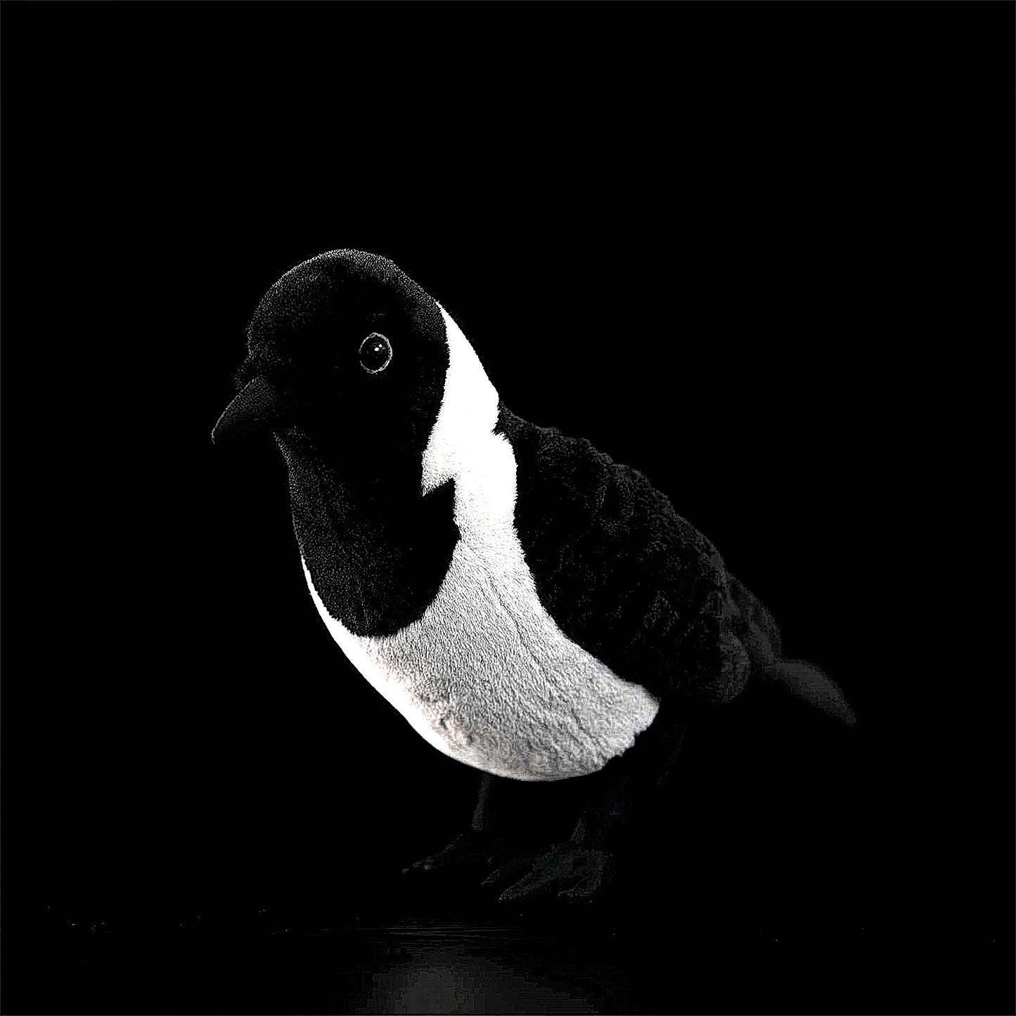Daurian Jackdaw Soft Stuffed Plush Toy
